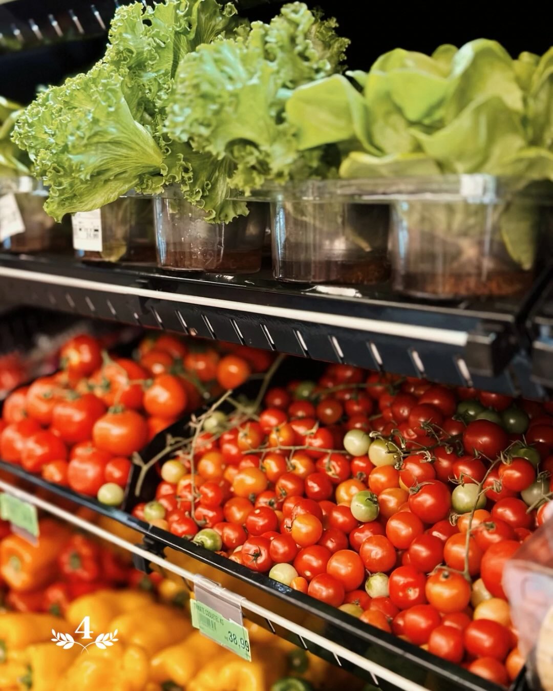 Hortifrúti fresco — tomates e folhas